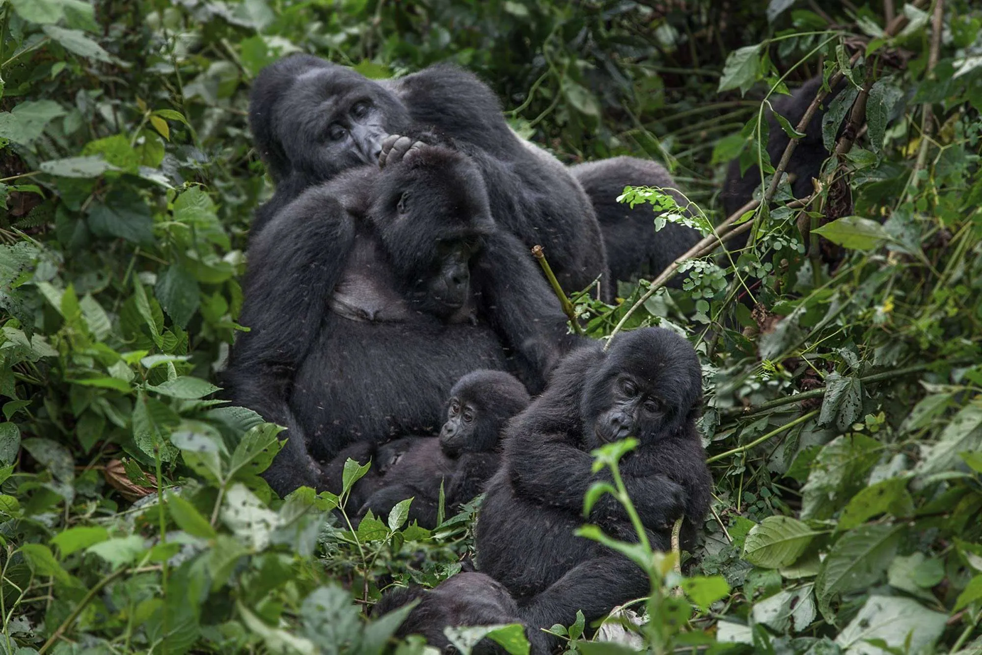 gorilla_family_00